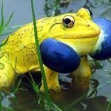 Жаба 🐸