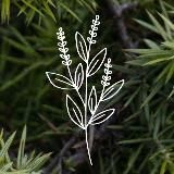 «ЛЕСНОСЕЛЬЕ» семейная мастерская | Крым | Резьба по рогу