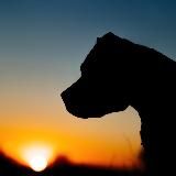 Все про собак і навіть більше