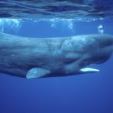 Ich will ne 5000er Gruppe