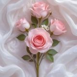 الورډة 𓂆 البيـضـاء🍂🤍