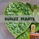 bublez's plants | Джунгли на подоконнике 🌴