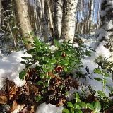 Снежная брусника