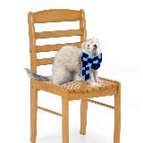 Фретка и стул 🎃🦎