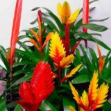 Цветомания