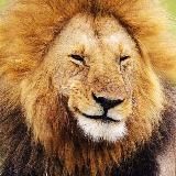 ⚜️ CoMeDi ⚜️