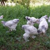 Namangan tovuq bozor🐣🐥