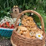 Грибники 23 регион