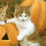 закрыто охуеть фрошкекс🧟🎃
