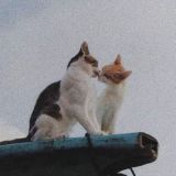 Just A Couple More Words