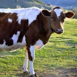 🐄ЧОРВАДОР🐄- Биз наслли кора мол етказиб берамиз!