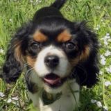 🐾Чат Кавалер зависимых