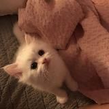 English community | IELTS [7.5]