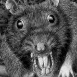 Крысы за спиной у кисы 🐈