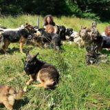 Hundevermittlung im Hunsrück/ Familienprojekt Chat