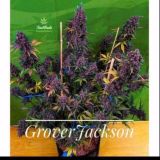 РЕПОРТ AUTO LSD-25 от FUSTBUDS. GJ