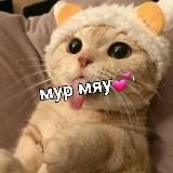 мур мяу 💕