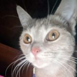 Убежище Антона