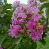 آهنگ گیلانی