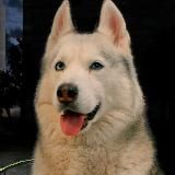 Хаски Бандит