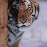 КАНИМЕХ мол бозори ОЛХ барахолка, УНИВЕРСАЛ, (савдо дуне буйлаб)👍