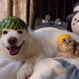хаваем за полцены!