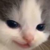 Фрид Chat