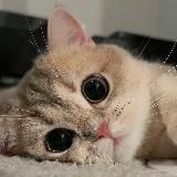 нотмалваре)️️