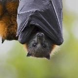 здравомыслящий переполох