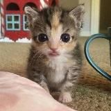 Добрые мемы