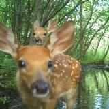 снято на фотоловушку