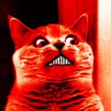 Красный Кот❗️