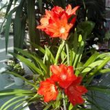 ЦВЕТЫ 🪴 АЛЬМЕТЬЕВСК