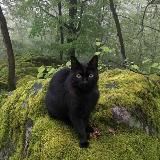 Планета котов