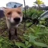 Meme's i would send my Boyfriend