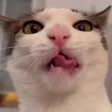 Максим и котики