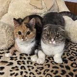 Хлоя и Фрейя