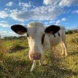 Домашняя Молочная Продукция