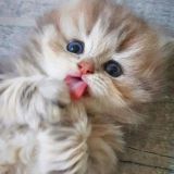 Тетрадь чувств