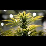 Istanbul 4️⃣:2️⃣0️⃣🤙🏽💊 chat