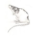 S P L E T N И Ц А