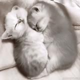 коробочка дипси