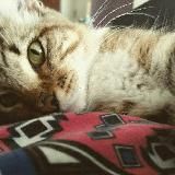 I, cat - Gatos y más gatos