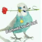 Наманган неразлучка #1 бозори🦜🦜🦜🦜🦜🦜