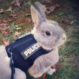 нищета и собаки: annotated