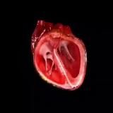 Пенициллин