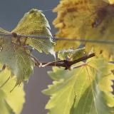 BaklaVines
