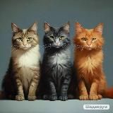 Три кота 😸