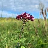 Wildkräuter und Heilpflanzen 🌱 Kräuter, Natur, Ernährung, Naturkosmetik und Garten