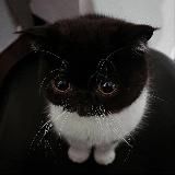 синабон фан пейдж